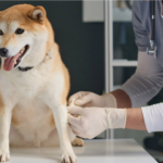 pet friendly disinfectant