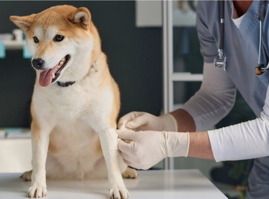 pet friendly disinfectant