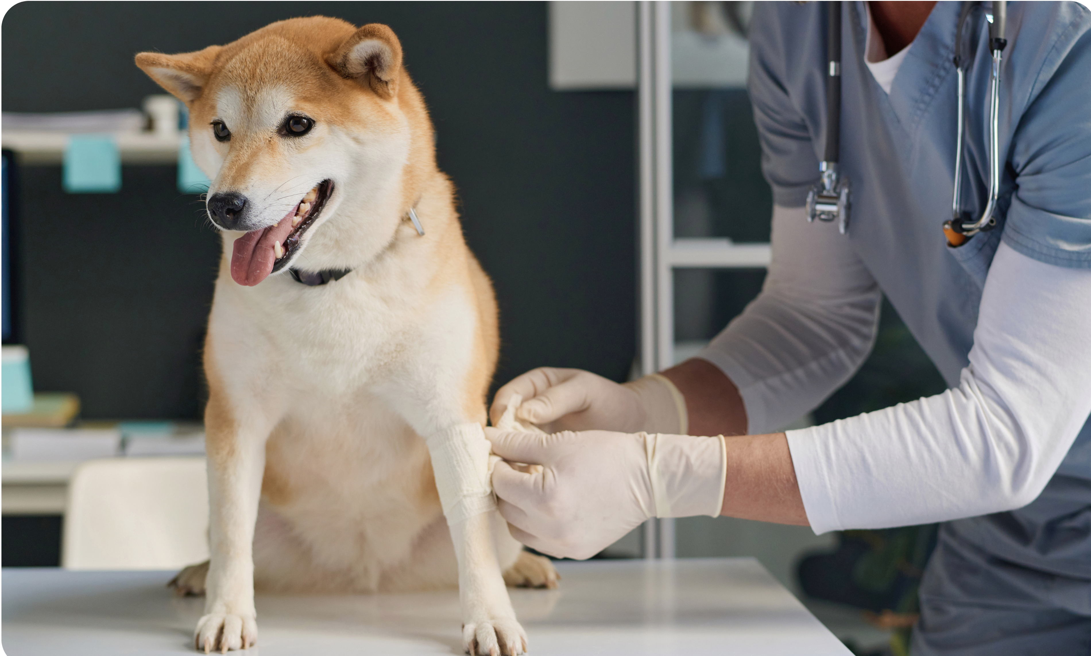 pet friendly disinfectant