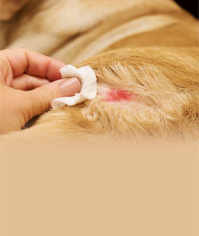 pet wound care spray